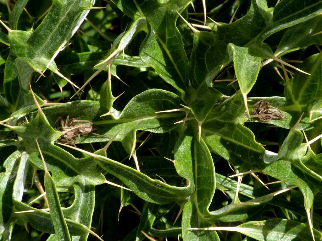 Ragni rannicchiati sulla vegetazione - Tolfa (RM)